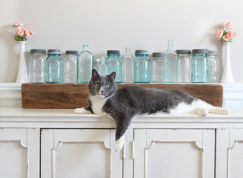 A photograph of jennys cat sprawled out on a console table with farmhouse mason jars behind the cat. 